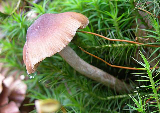 Naucoria bohemica   Velen.